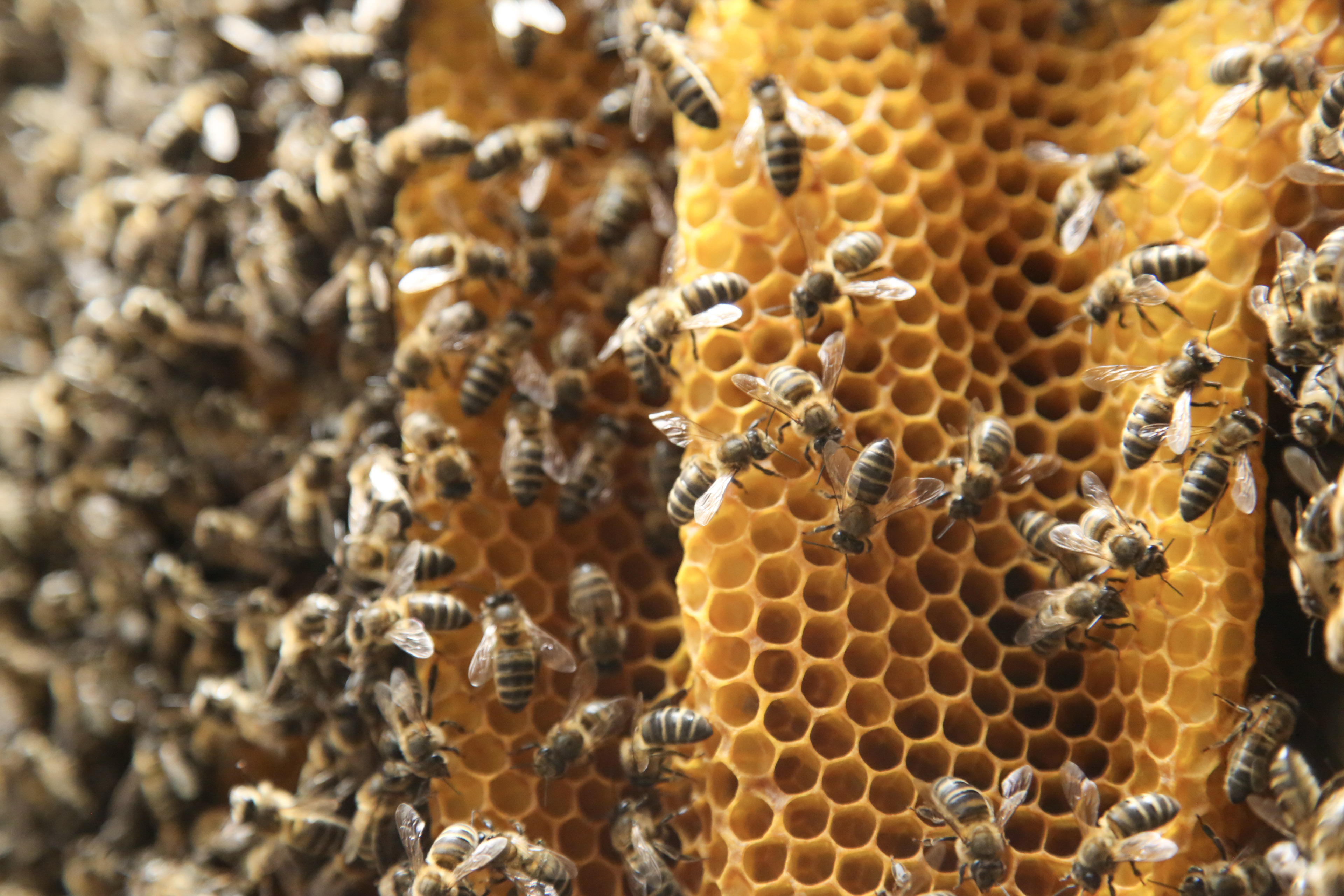 Museo de la miel y las abejas