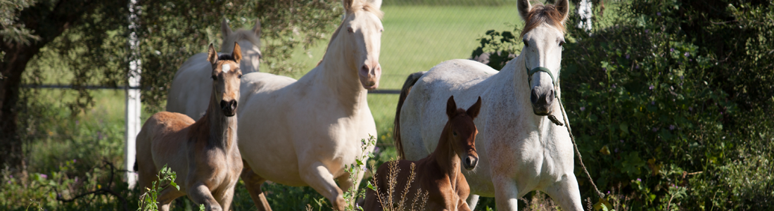 [Translate to Español:] caballos