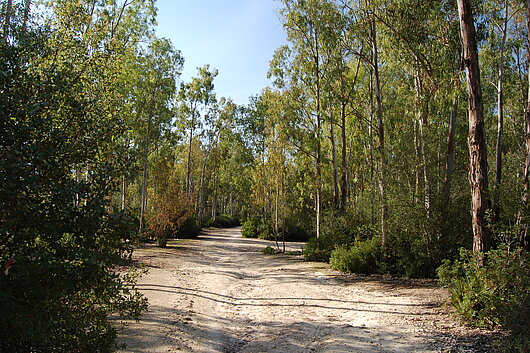 [Translate to Español:] Parque Forestal de Las Aguilillas