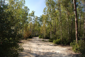 Parque Forestal 