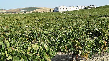 Bodegas Viña La Constancia
