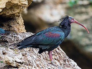 ibis