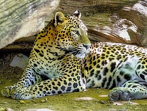 Leopardo