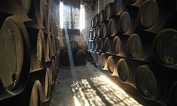 Bodegas y viñedos