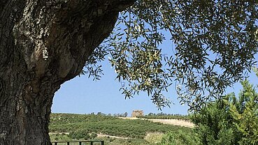 Bodegas Miguel Domecq