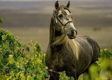 caballo