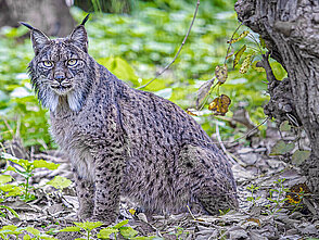 Lince