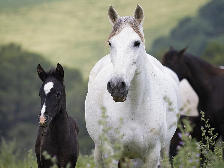 Caballos en libertad