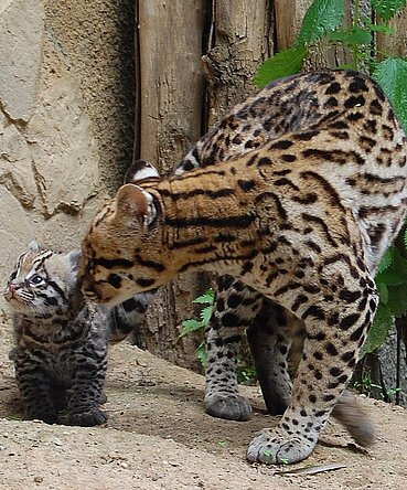 Leopardo y cría
