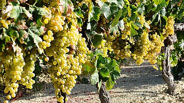 Bodegas Viña La Constancia