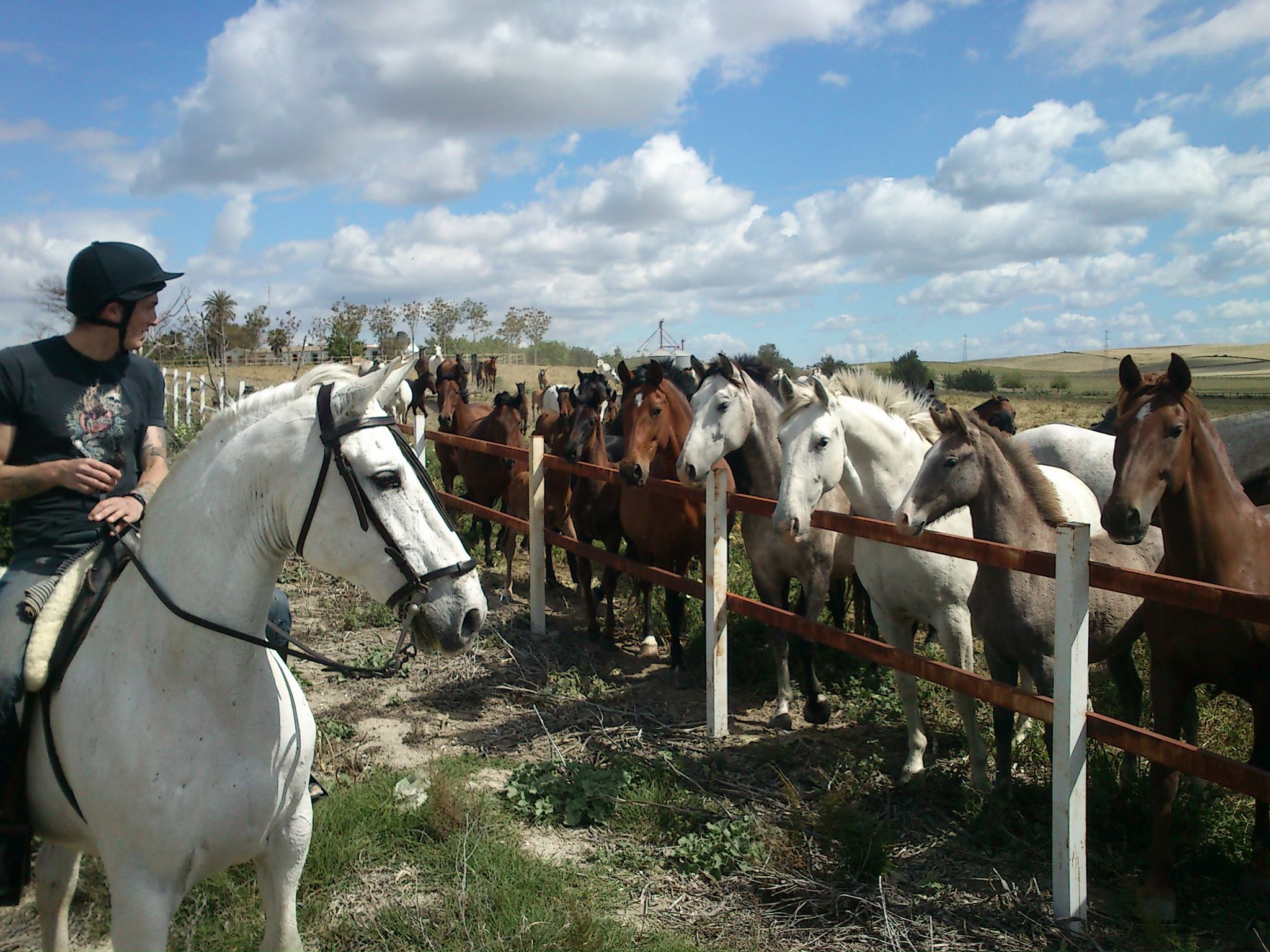 Alcántara