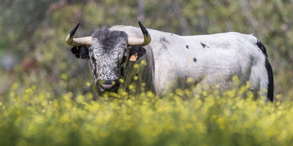 [Translate to Español:] aprende de toros