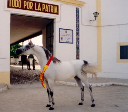 [Translate to Español:] Yeguada militar