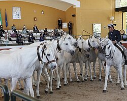 Visita guiada a la Yeguada