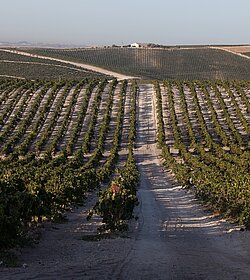 Visita a una viña de Jerez